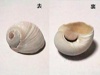 �c���^�K�C