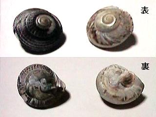 �L�T�S�̒���