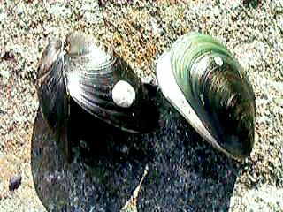 �����T�L�C�K�C