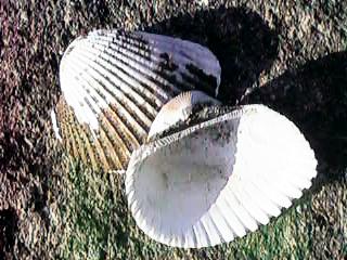 �T���{�E�K�C