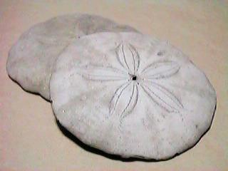 �^�R�m�}�N���i�\�j