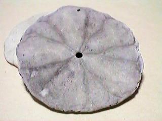 �^�R�m�}�N���i���j