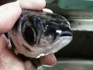 ������ڂ���