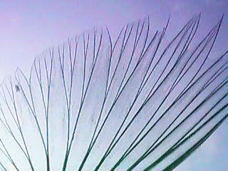 ���т����ɓ������Ă݂��