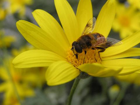 �i�~�n�i�A�u�H