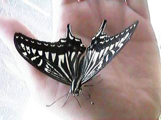 ��̂�A�Q�n