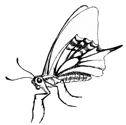 �A�Q�n�̃X�P�b�`�i�������j