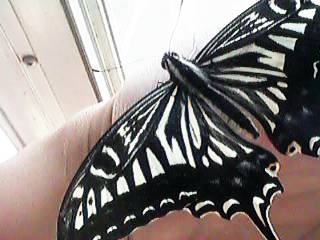 ��̂�A�Q�n