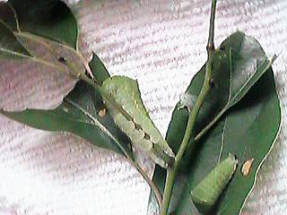 �A�I�X�W�A�Q�n�̗c��