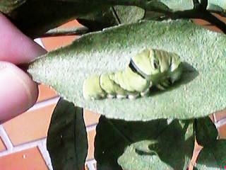 �A�Q�n�̗c���i�I��j