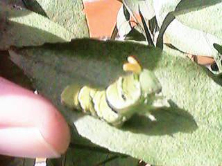 �����[���p