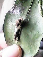 �A�Q�n�̂S��c��