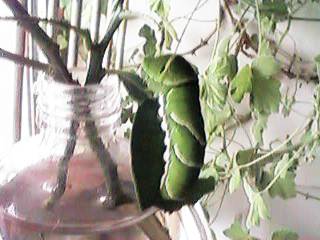 �A�Q�n�̏I��c��