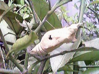 匁i�񐶃o�`�ɂ��ꂽ��j