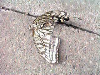 �e�䂳��ł�