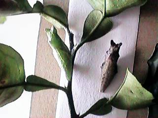 �΂�� �� �D�F���