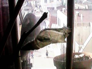 �ޏ����E���̂Ă��̂́c�c