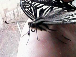 �������̃w�A�k�[�h�H