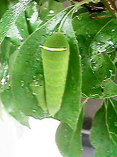 ���ǂ��J�h��