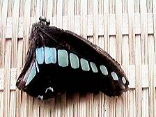 �A�I�X�W�A�Q�n�̐e�䂳��i���́j