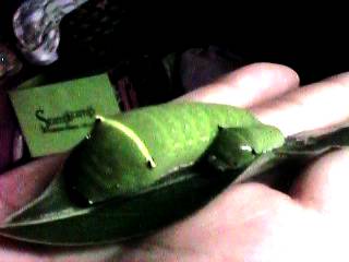 �傫���̂ƁA�������́A�ǂ��炪���D�݂ł����H