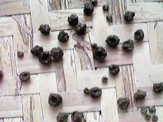 �A�I�X�W�̂���