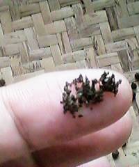 �������E���`