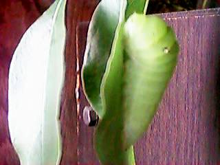 匂ɂȂ��Ă��[