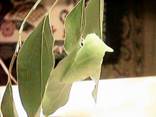 匊������I