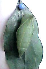 �����Ă����