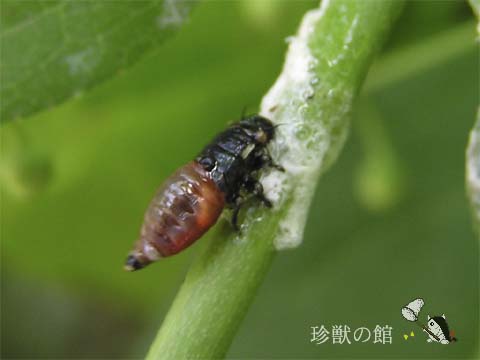 ����Ȓ������ɂ��܂�