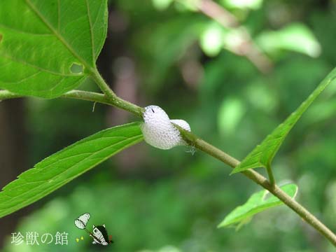 �A�����Ă܂�