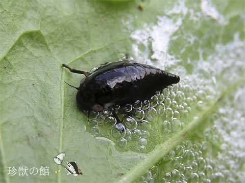 �^�������낷���H