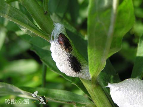 ���ǂ��A�����Ă܂�