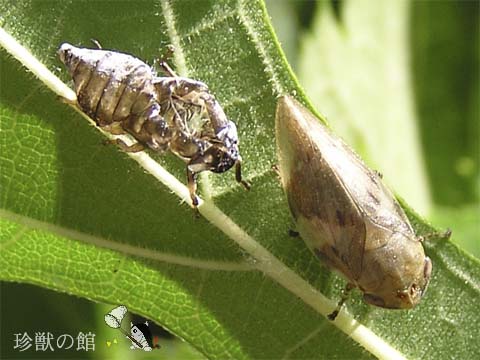 �I�g�i�ɂȂ�܂���