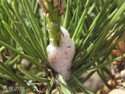 �A�����Ă܂�