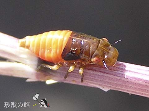 ����Ȓ������ɂ��܂�