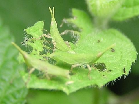 ������A�o�b�^���c�I