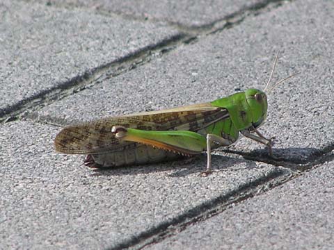 �g�m�T�}�o�b�^