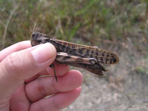 �g�m�T�}�o�b�^