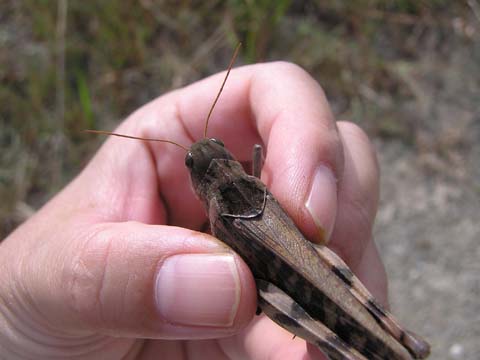 �g�m�T�}�o�b�^