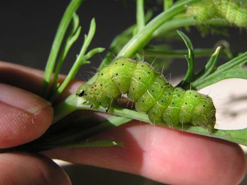 �L�N�L���E���o