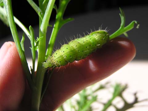 �L�N�L���E���o