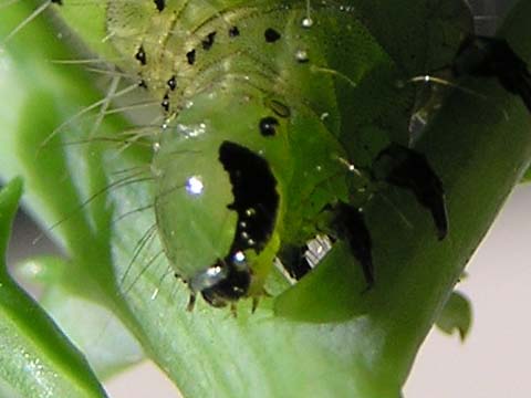 �L�N�L���E���o