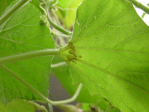 �q���E�^���̗t�ɓ�̏���