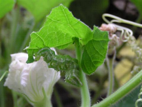 �E���L���E���o�̂��H�����i