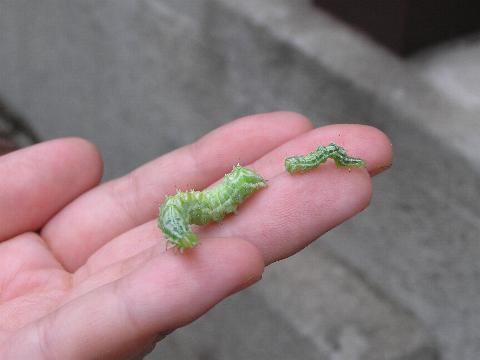 ��c���ƁA�V�c��