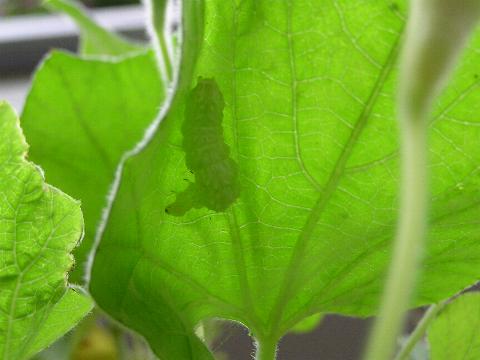 �a��H�ׂȂ��Ȃ���