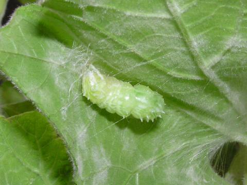 ������匂ɂȂ����H