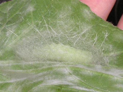 ���炵���Ȃ��Ă���